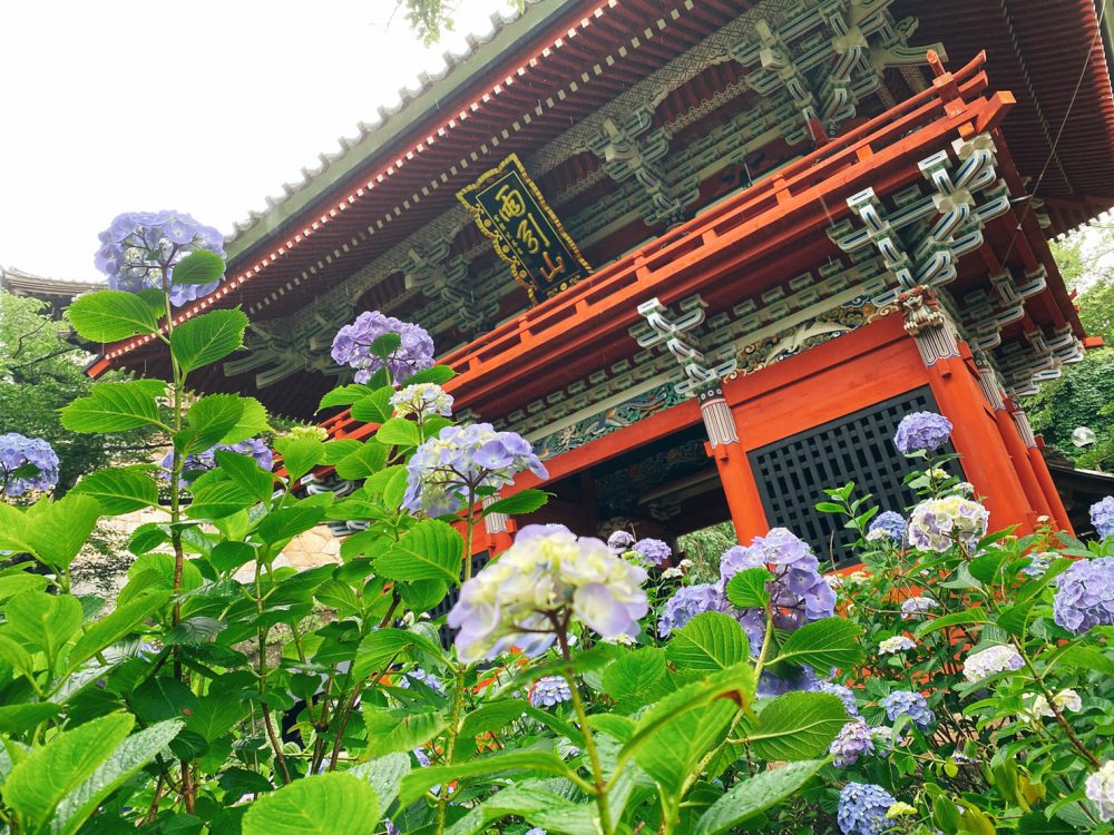 紫陽花の季節、桜川市の絶景スポットをご紹介！