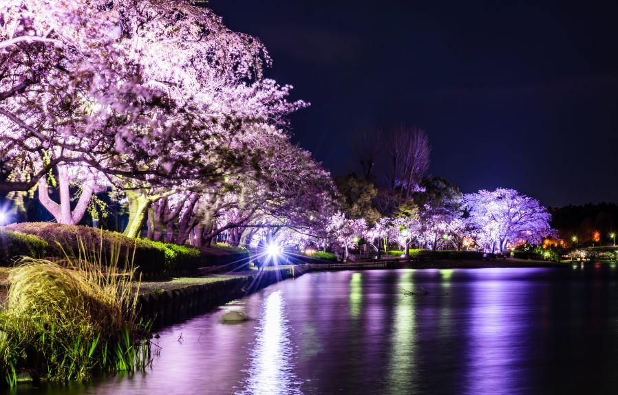 水戸の千波湖で桜のライトアップ♪