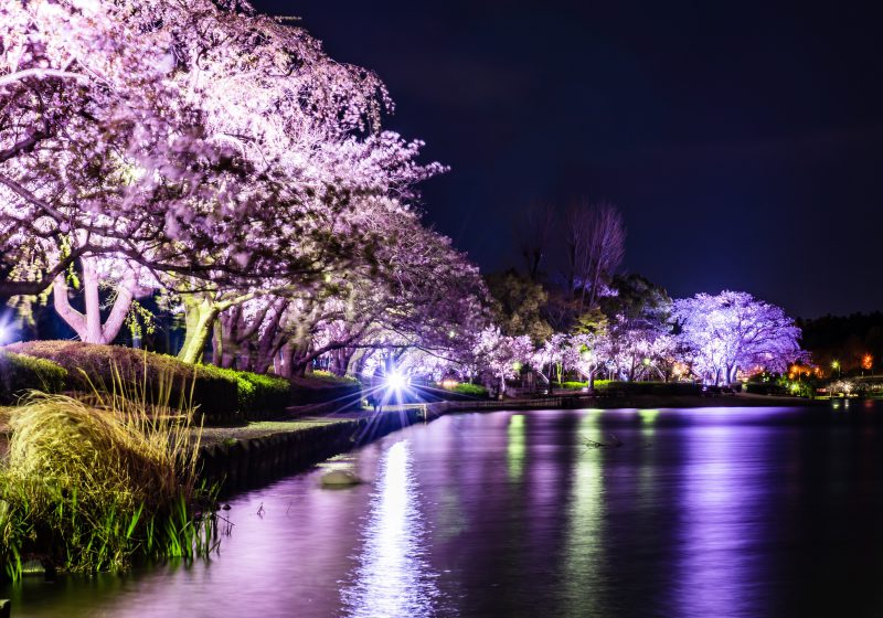 水戸の千波湖で桜のライトアップ♪